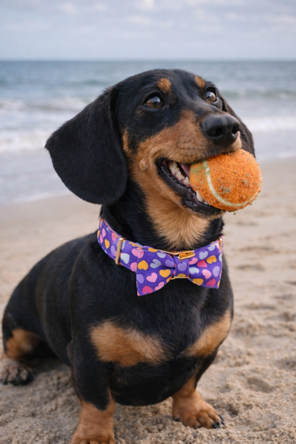 Adjustable Dog Collar with Bow Tie