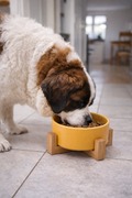 Modern Dog Feeding Bowl Set