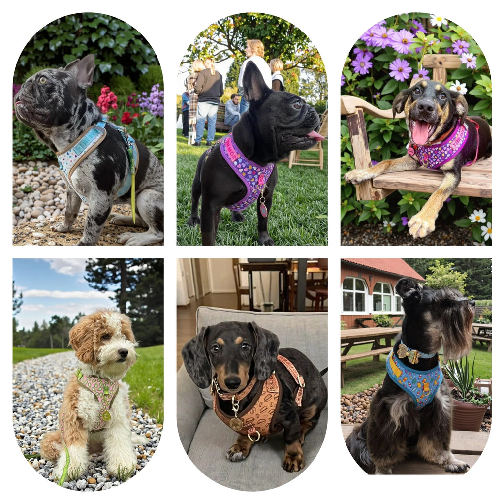 ComfortFit Patterned Dog Harness